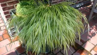 Hakonechloa