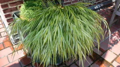 Hakonechloa macra