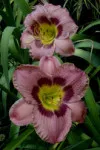 Purple Hemerocallis