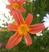 Orange Hemerocallis