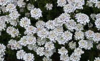 Iberis