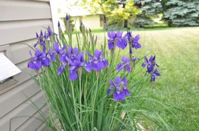 Iris sibirica