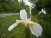White Iris Sibirica