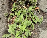 Leptinella