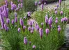 Purple Liatris