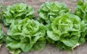 Boston Lettuce
