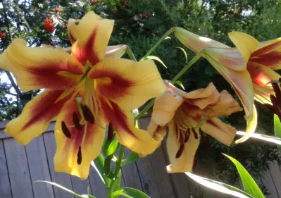 Lilium orientalis