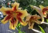Maroon 'N Gold Lilium