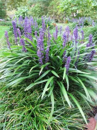 Liriope