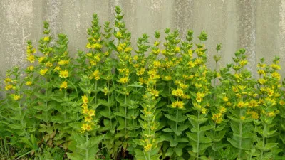 Lysimachia punctata