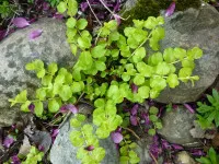 Lysimachia