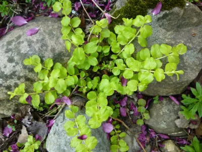 Lysimachia nummularia