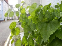 Lunaria