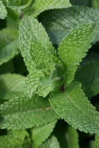 Mentha