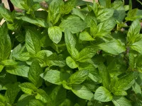 Mentha x piperita