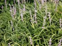 Liriope spicata
