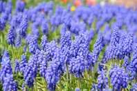 Muscari