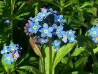 Myosotis