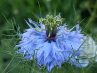 Nigella