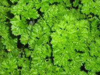 Petroselinum