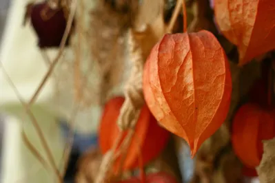 Physalis officinarum