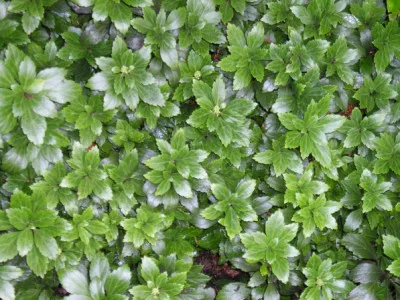 Pachysandra terminalis