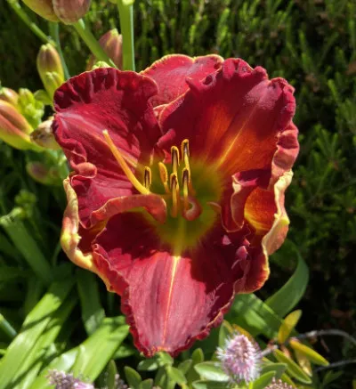 Hemerocallis fulva