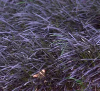 Ophiopogon