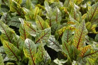 Rumex sanguineus