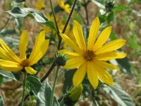 Helianthus