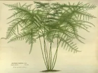 Asparagus setaceus
