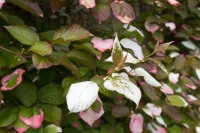 Actinidia