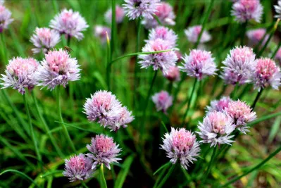 Allium schoenoprasum