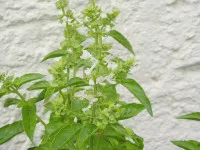 Ocimum