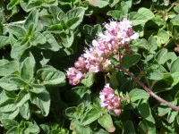 Origanum majorana