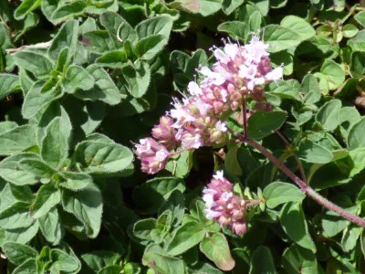 Origanum majorana