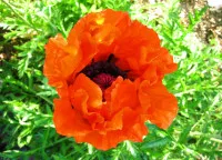 Papaver