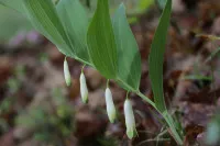 Polygonatum