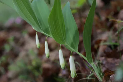 Polygonatum odoratum