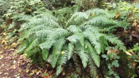 Polystichum