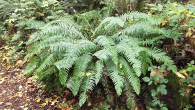 Polystichum munitum
