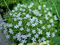Lobelia