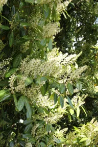 Prunus laurocerasus