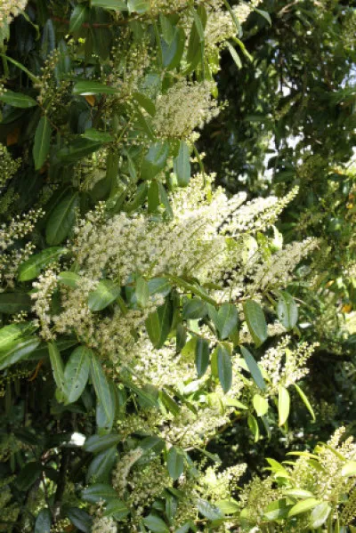 Prunus laurocerasus