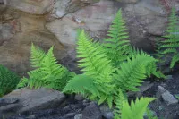 Pteridium