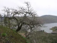 Quercus