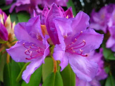 Rhododendron sp.