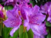 Purple Rhodie