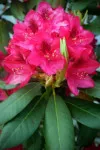 Red Rhodie