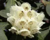 White Rhodie